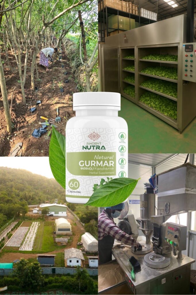 “Masbedda” Gurmar Show Promising Results in Reducing Blood Sugar: Study by Ancient Nutraceuticals in Nalanda
