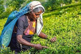 Tea production sees a marginal rise in October