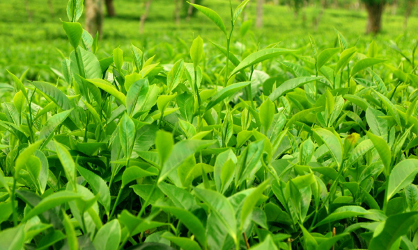 A Resilient Tea Industry—Ready To Meet the Challenge